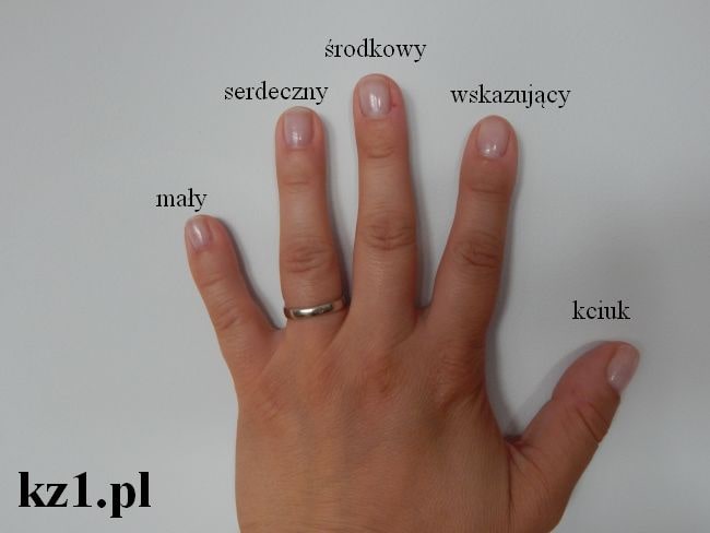 nazwy palców u rąk