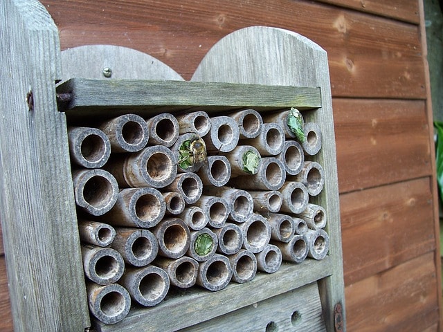 dom dla pszczół