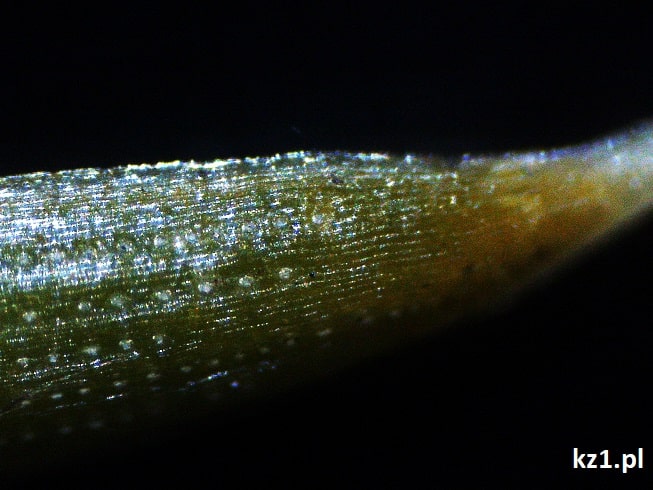igła sosny pod mikroskopem