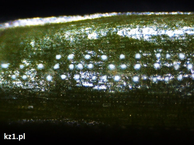 igła świerka pod mikroskopem