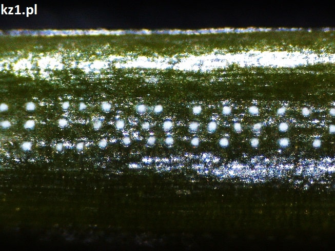 igła świerku pod mikroskopem