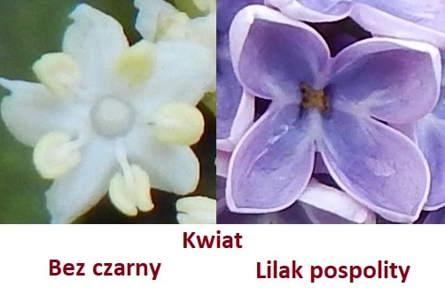 różnica miedzy kwiatami bez czarny i lilak pospolity