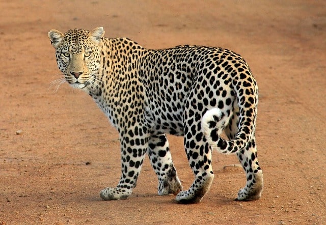 lampart leopard