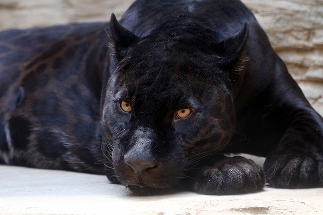 czarna pantera gatunek leoparda