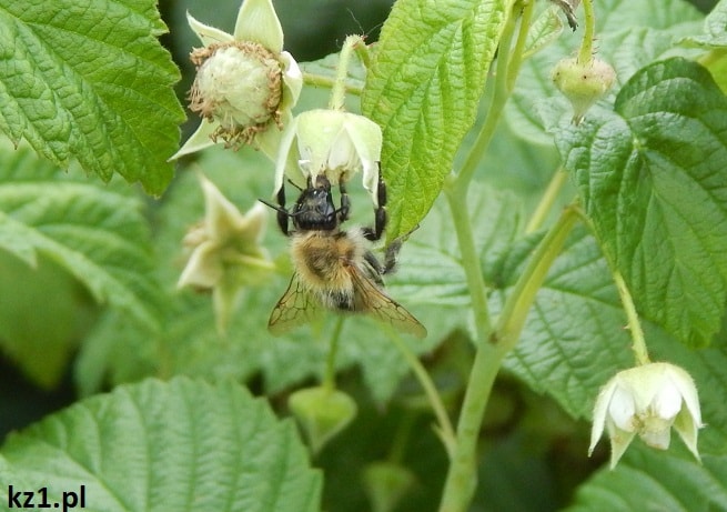 pszczoła zbierająca miód z kwiatów