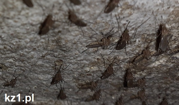 zimujące komary z bliska
