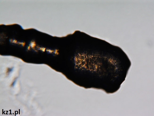 cebulka włosa pod mikroskopem
