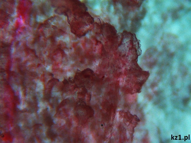 kredka świecowa pod mikroskopem