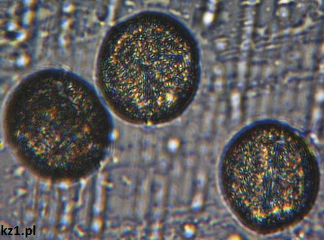 pyłki lilaka pospolitego pod mikroskopem