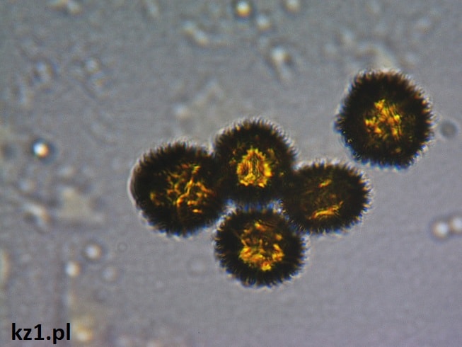 pyłek mniszka pospolitego pod mikroskopem