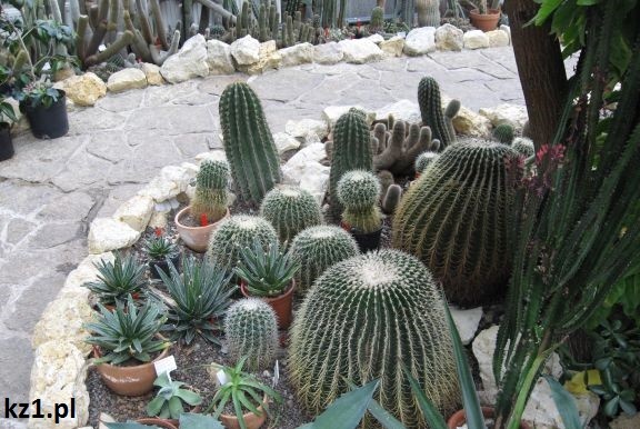 kaktusy w palmiarni