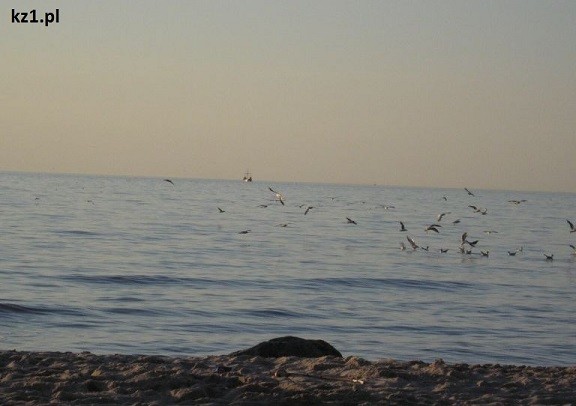 mewy latające nad morzem