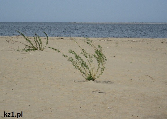 roślinki na plaży
