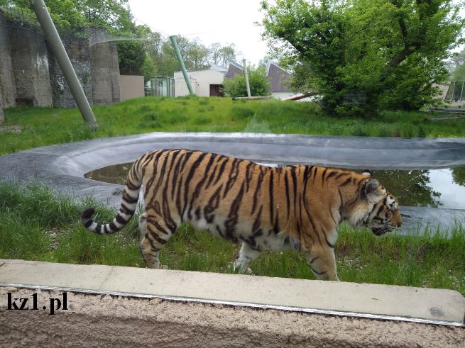 tygrys azjatycki w zoo w łodzi