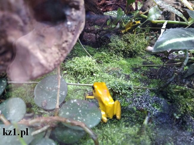 żółta żaba w zoo